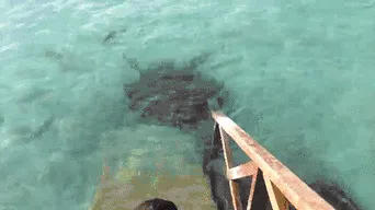 l68Pn1S.gif (342×192)