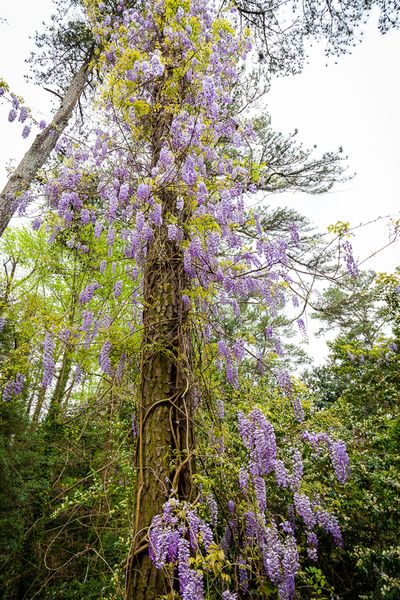 3391 Habersham-34-Web Res