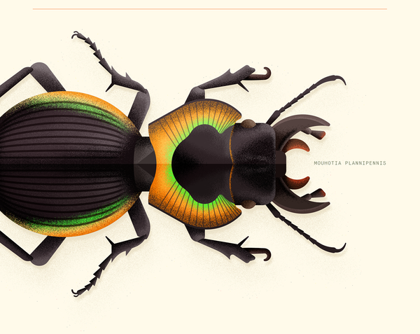 Coleoptera. Beetles