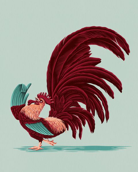 Rooster