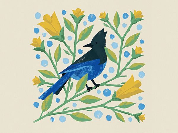 Steller's Jay