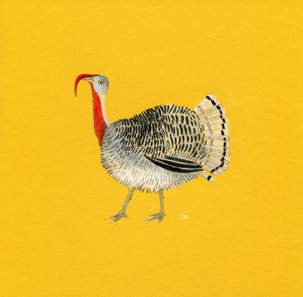 Illustration FARM | Turkey