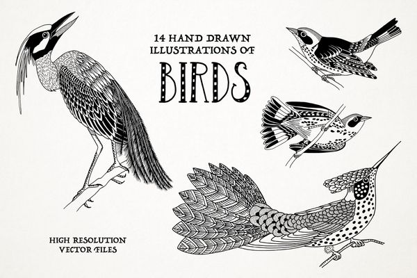 $ Hand Drawn Illustrations Of Birds