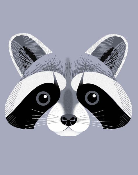 Raccoon