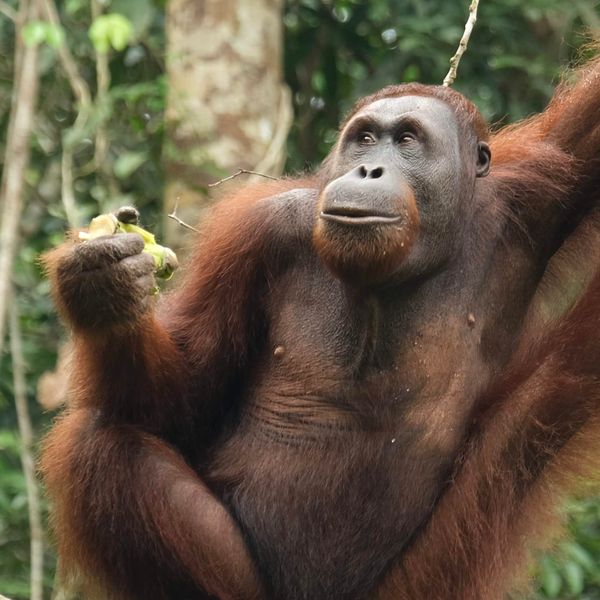 03. Semenggoh, Santubong and WWE