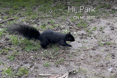 04. Toronto cherry blossom