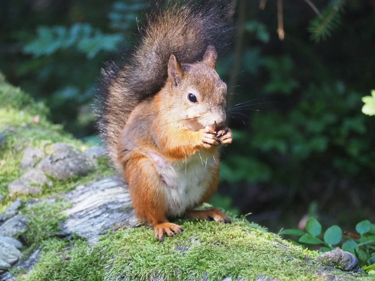 03. Feeding squirrels and birds