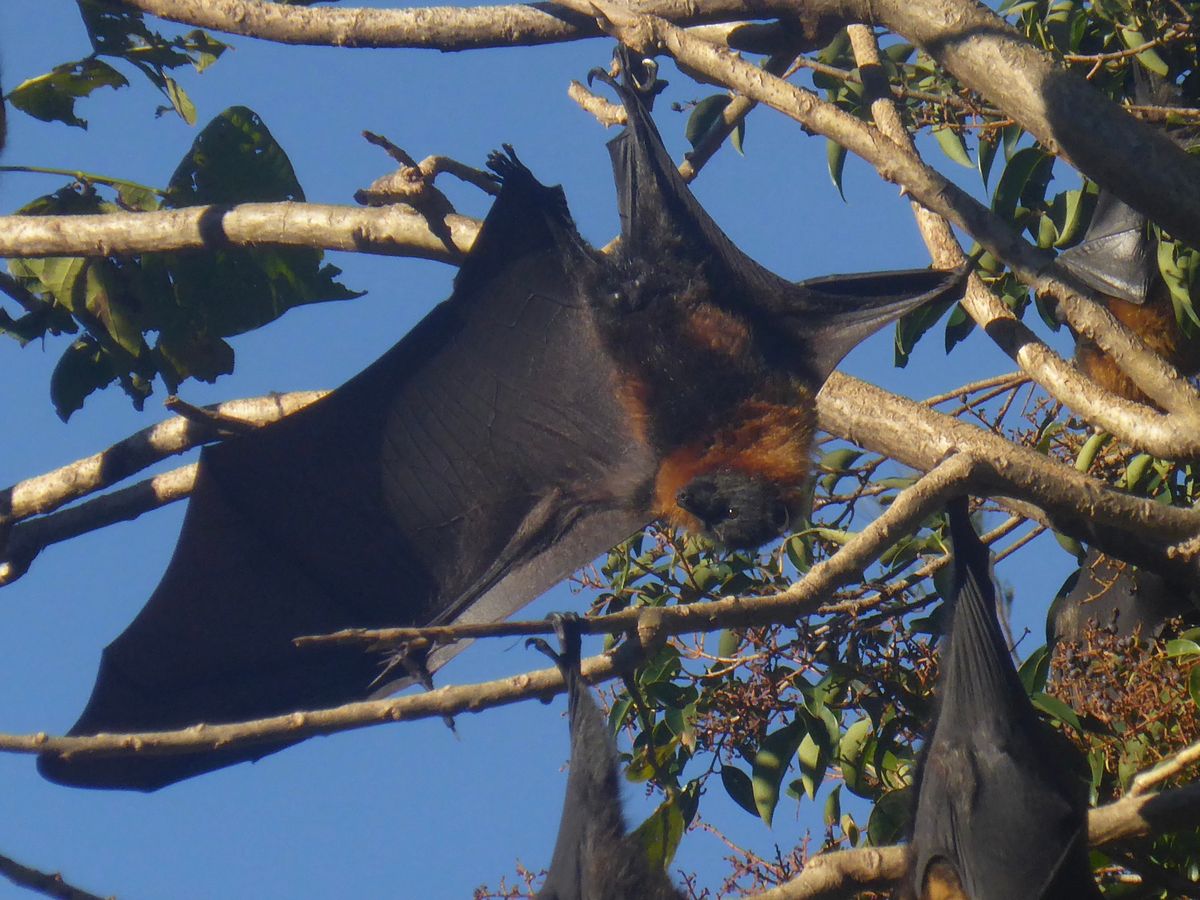 04. Manly Dam and some flying foxes