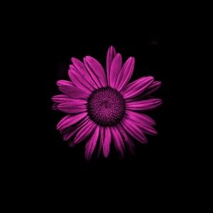 Daisy by Philip E Morris
