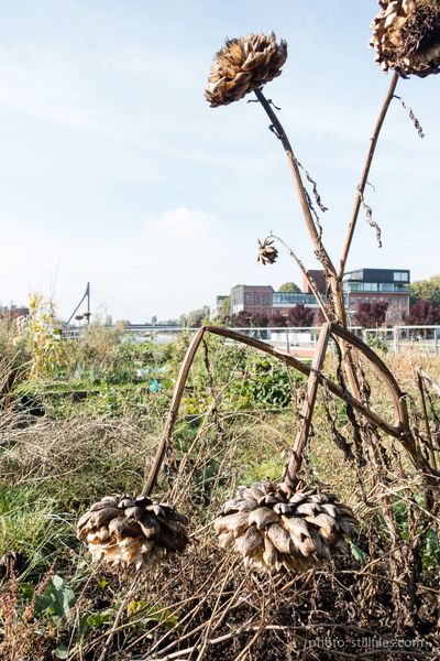 1610_BRU_kortrijk16_dmzio_07161