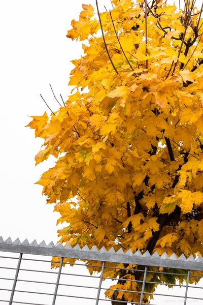 181114_HAM_aaf_dmzio_0918