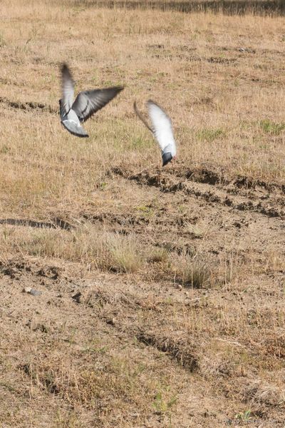 1806_HAM_040x040_dmzio_110