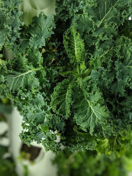 00100dPORTRAIT_00100_BURST20190509205412412_COVER