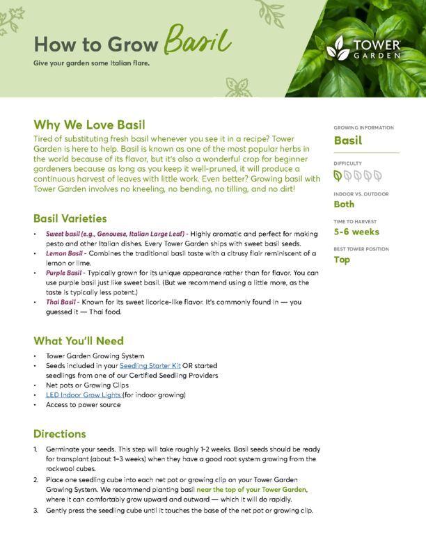 Basil Plant Guide