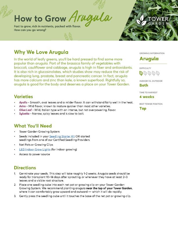 Arugula Plant Guide