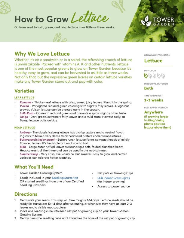 Lettuce Plant Guide