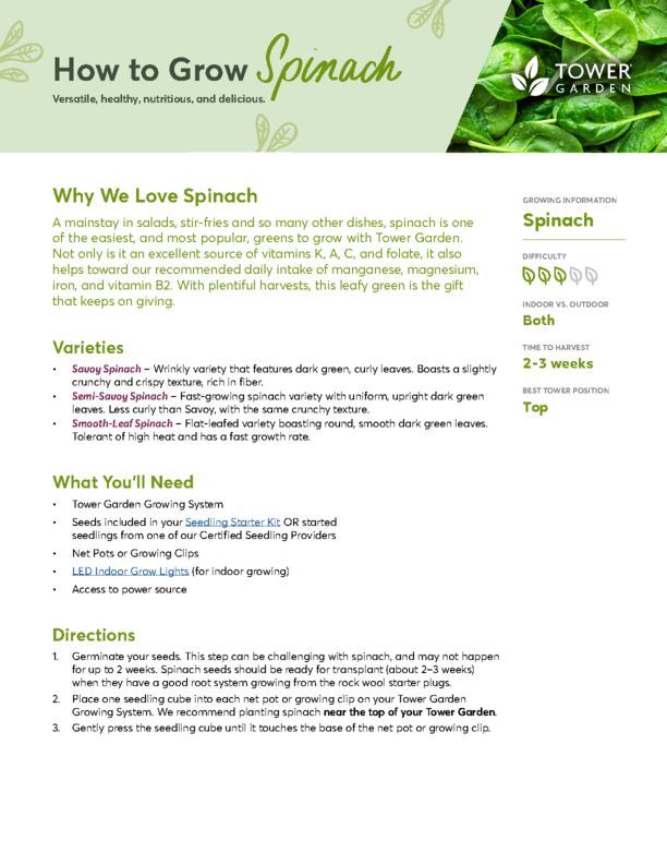 Spinach Plant Guide