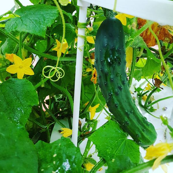 20106403_10207246632924336_2895808597092938308_n