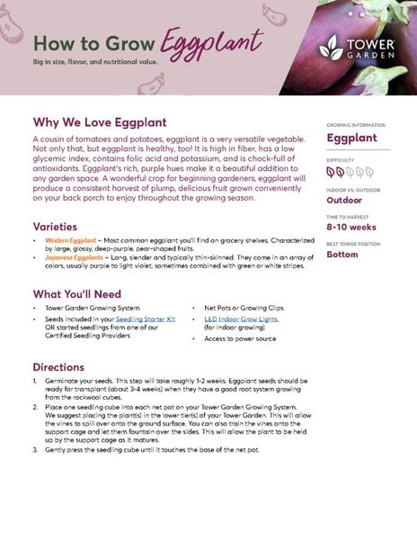 Eggplant Plant Guide