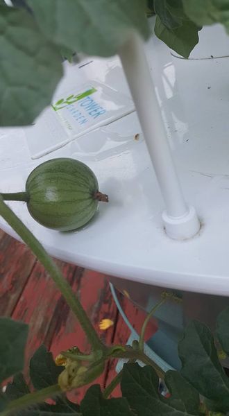 19732305_10207199599268524_4648665837968445158_n