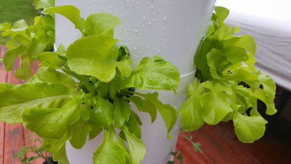 18882301_10206974164832804_2392266361750080899_n