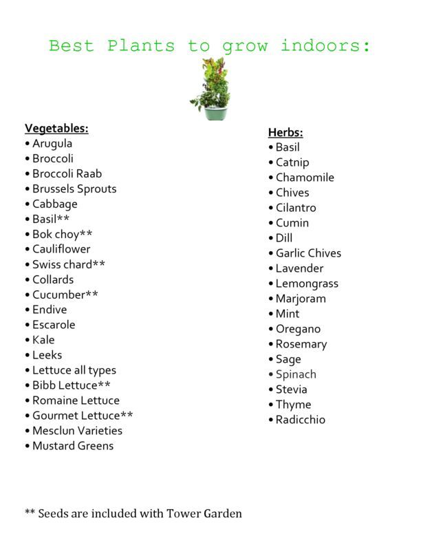 Best Plants to grow indoors