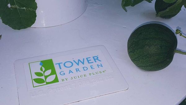 19961272_10207246633764357_401171784295553477_n