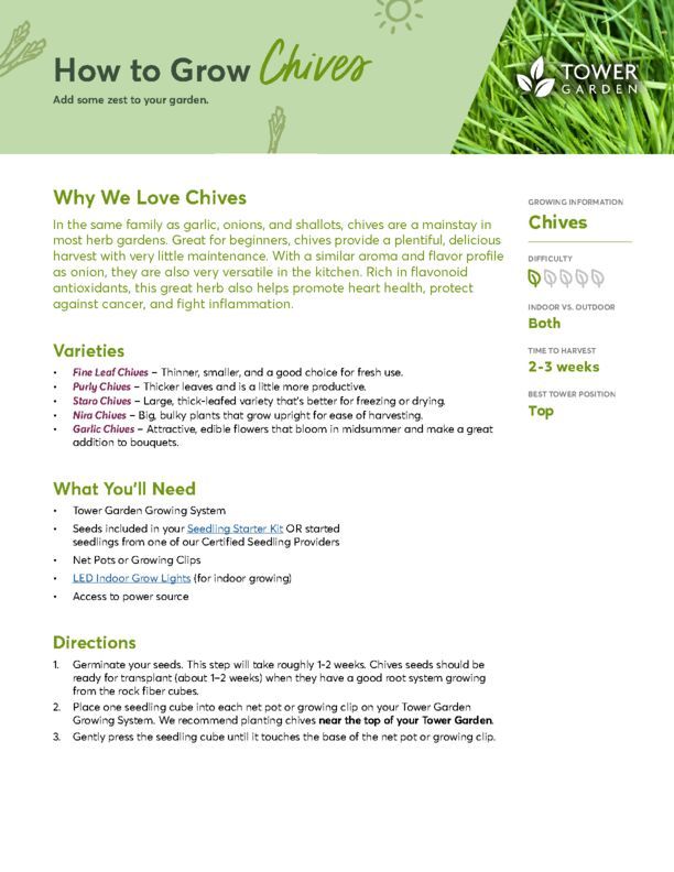 Chives Plant Guide
