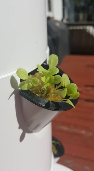 18446727_10206845787383448_3217855268078620995_n