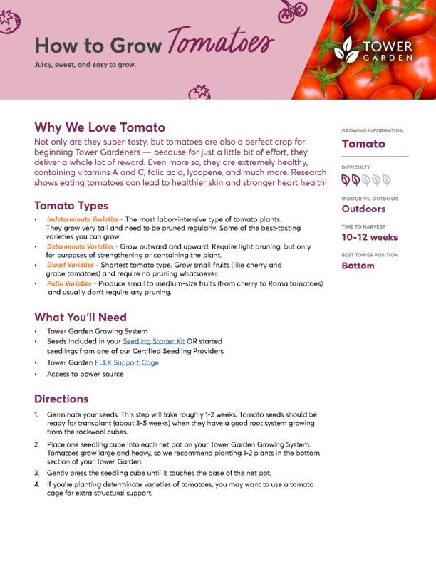 Tomato Plant Guide