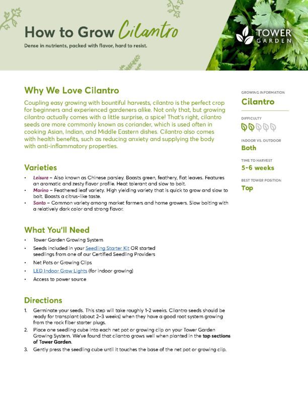Cilantro Plant Guide