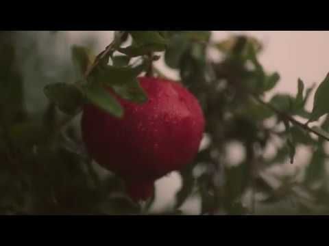 Juice Plus+ Omega Blend