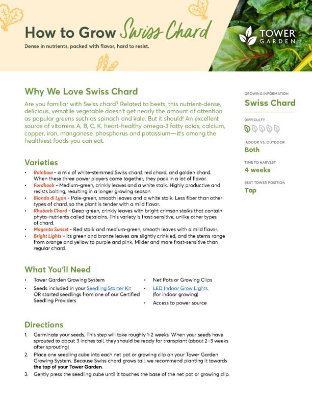 Chard Plant Guide