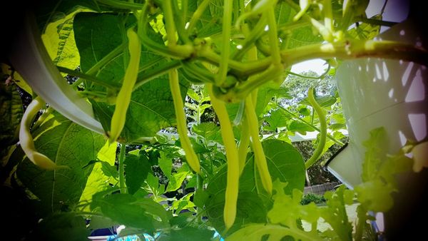 19665535_10207182278235509_2738341345288832158_n