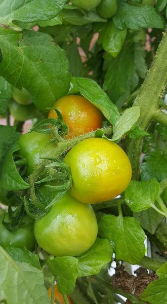 20770463_10207435998978369_6197326855152004567_n