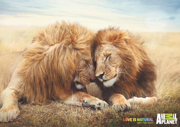 Screen Shot 2018-11-14 at 12.18.05 PM