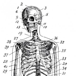 Vintage-Anatomy-Skeleton-Images-GraphicsFairy-th-320x320