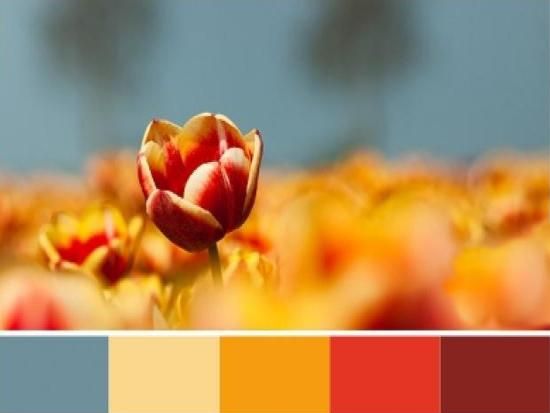 Image result for orange color palette