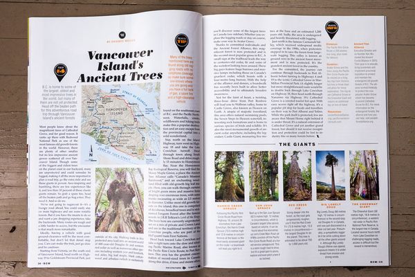 Press: British Columbia Magazine - Vancouver Island&#39;s Ancient Trees — TJ  WATT