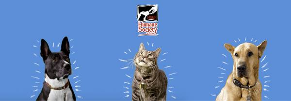 Screen Shot 2020-01-10 at 12.22.05 PM