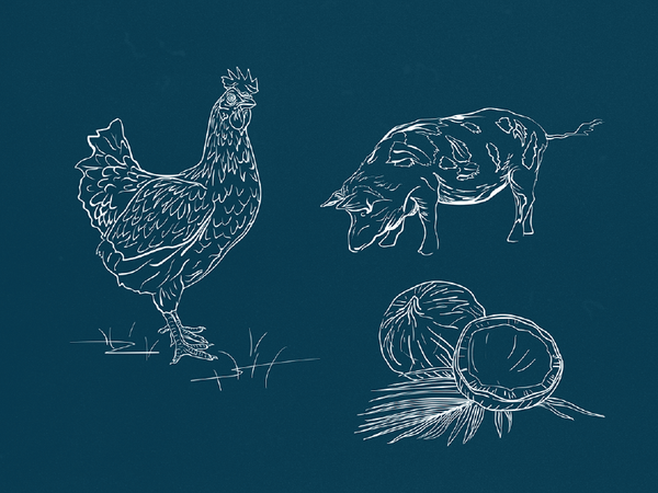 Kai Pasifika Branding typography pattern packaging food apron menu illustrations logo graphic desig…