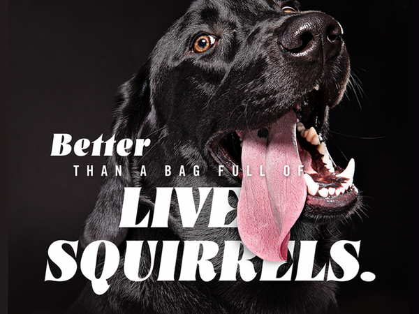 livesquirrels