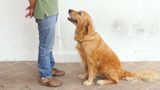 Google Image Result for https://www.wikihow.com/images/thumb/a/a8/Teach-Your-Dog-to-Sit-Step-6-Vers…