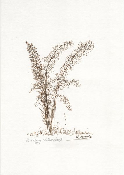 Rosebay-Willowherb