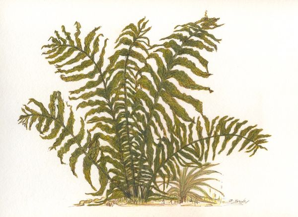 Fern