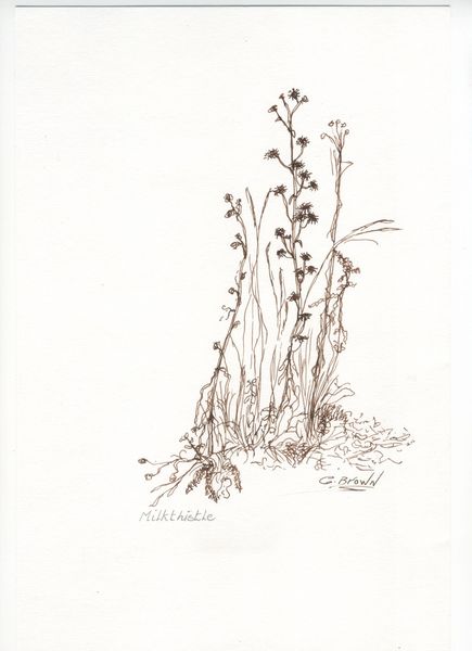 Milkthistle