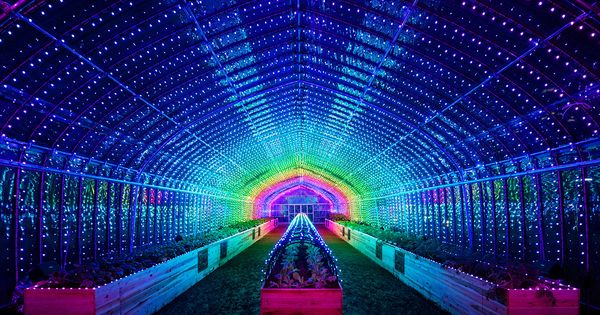 DigitalVegetables_07
