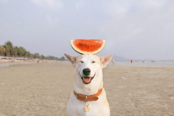 Gluta_Happy_Dog_01-1440x960