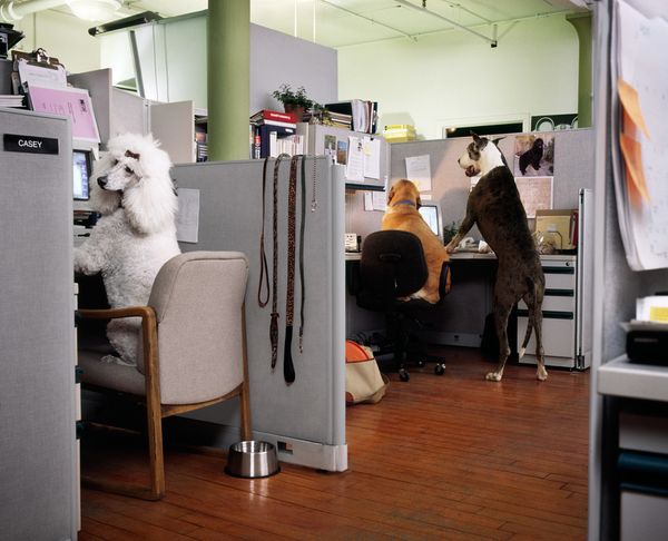 Dog_Office_merge_3_Lucas