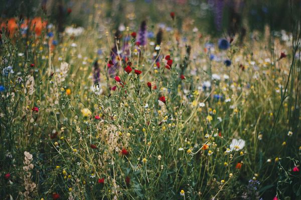 Blue, White and Red Poppy Flower Field · Free Stock Photo